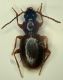 Trechus sp. Cansiglio.JPG