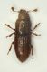 Anommatus Cansiglio.JPG