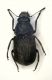 anthribide  Paludi.JPG