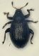 curculio1  Paludi.JPG