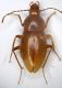 Orostygia meggiolaroi  Grotta del Marmo.JPG