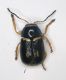 C. elongatulus Vitt.Veneto.JPG