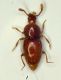 Scydmenide vitt.veneto.JPG