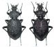 Procerus parnassicus.jpg