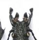 Procerus gigas -male.jpg