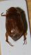 AMPHIMALLON 2.jpg