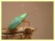 probabile Phyllobius sp. - Tor Caldara - 22.4.2012 (1).JPG