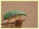 probabile Phyllobius sp. - Tor Caldara - 22.4.2012 (2).JPG
