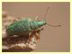probabile Phyllobius sp. - Tor Caldara - 22.4.2012 (3).JPG