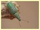 probabile Phyllobius sp. - Tor Caldara - 22.4.2012 (4).JPG