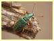 probabile Phyllobius sp. - Tor Caldara - 22.4.2012 (5).JPG