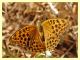 probabile Argynnis paphia femmina - Bultei - 13.8.2011 (2).JPG