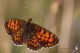IMG_9016_Melitaea.jpg