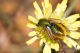 IMG_9047_Eulasia_pareyssei.jpg