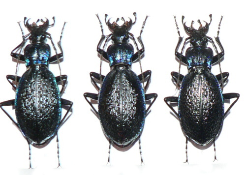 Chaetocarabus intricatus macedonicus-f.jpg