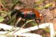 Macrosiagon ferrugineum 02 bis.jpg