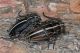 IMG_9063_Dorcadion_etruscum_bravardi.jpg