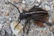 IMG_9058_Dorcadion_etruscum_bravardi.jpg