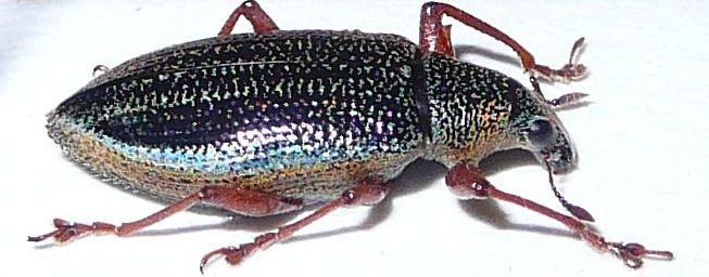 Cratopus sumptuosus Boheman, 1834.JPG