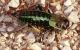 callimenus-oniscus1rid.jpg