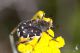 IMG_9080_Heterocnemis_graeca.jpg