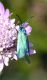 DSC_1372.JPG