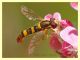Syrphidae - Anzio - 4.5.2012 (1).JPG