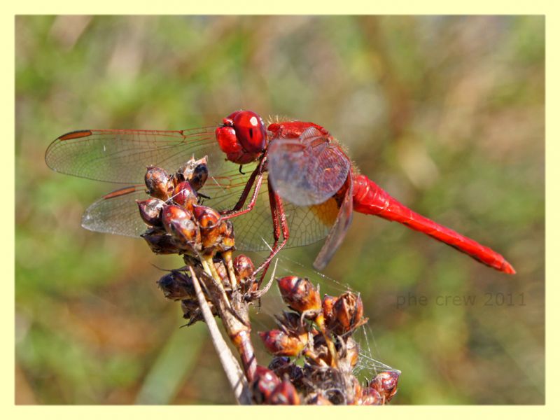 probabile Crocothemis sp. - Bultei - San Saturnino - 17.8.2011.JPG