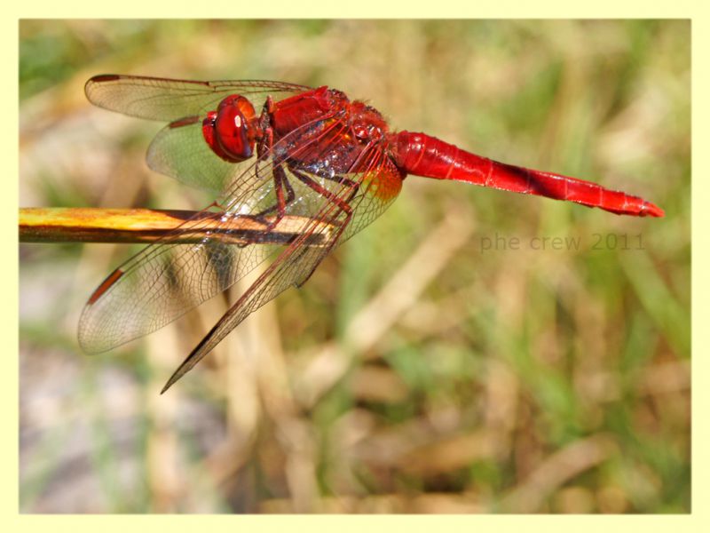 probabile Crocothemis sp. - Bultei - San Saturnino - 17.8.2011 (1).JPG