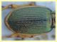 probabile Epomis sp. - Anela - 12.8.2011 (3).JPG