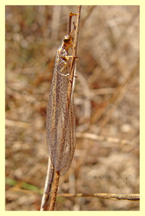 probabile Macronemurus appendiculatus - Roma - Insugherata - 22.7.2010.JPG