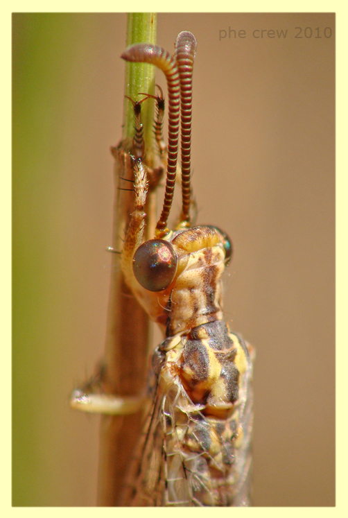 probabile Macronemurus appendiculatus - Roma - Insugherata - 22.7.2010 (1).JPG