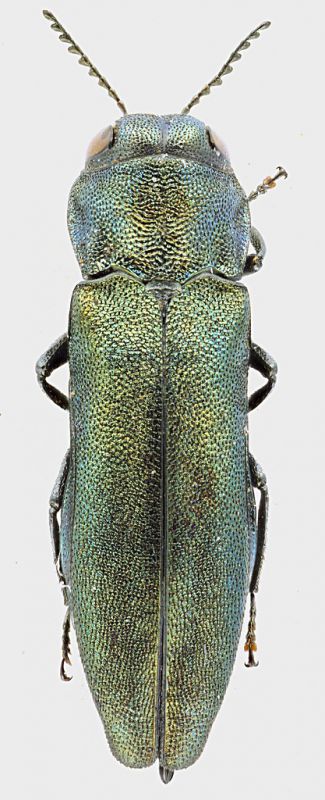 Agrilus_Trevi_a_grey.jpg