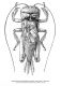 Brachytrupes megacephalus02 da Fischer.jpg