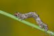 IMG_9104_geometridae.jpg