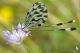 IMG_9143_Nemoptera_coa.jpg