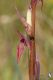 IMG_9179_Serapias.jpg