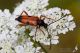 IMG_9190_Stictoleptura_rufa.jpg