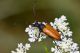IMG_9183_Paracorymbia_pallens.jpg
