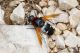 IMG_9272_Bombyllidae.jpg
