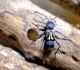 Plagionotulus westringi 010.jpg