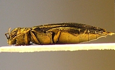 Agrilus Pavia 2a.JPG