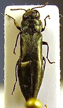 Agrilus Pavia 1b.JPG