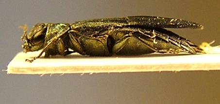 Agrilus Pavia 3b.JPG