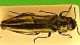 Agrilus Pavia 4b.JPG