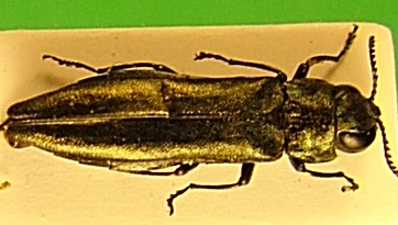 Agrilus Pavia 4b.JPG