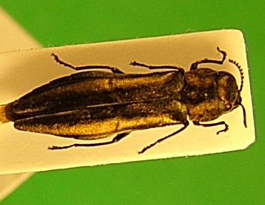 Agrilus Pavia 4a.JPG