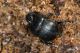 IMG_9366_Typhaeus_lateridens.jpg