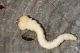 IMG_9402_Calcophora_detrita.jpg