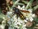 scolia sexmaculata 2.JPG
